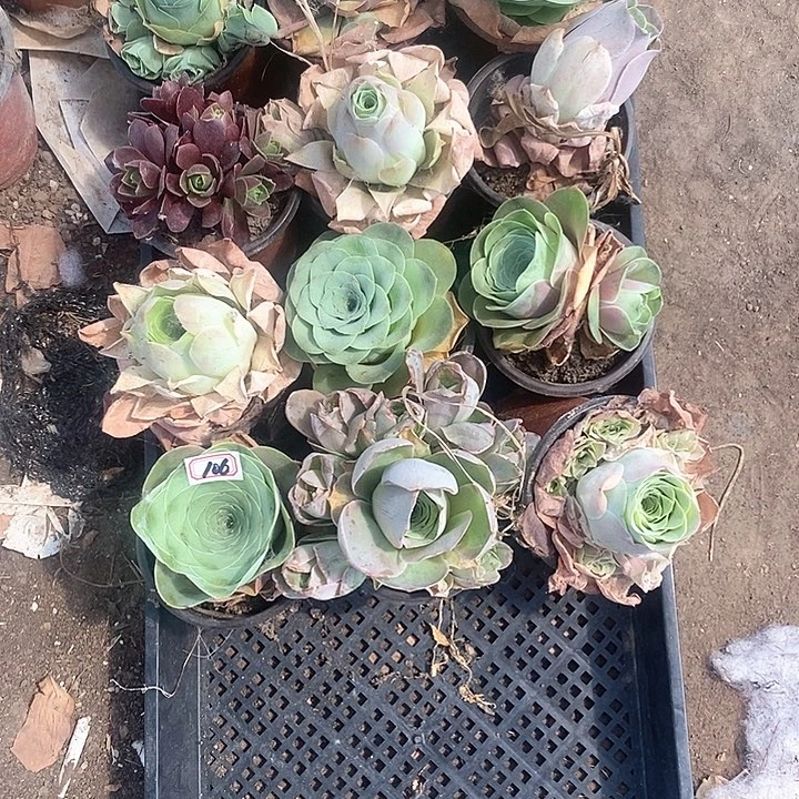 无花朵匠****店12颗玫瑰106号