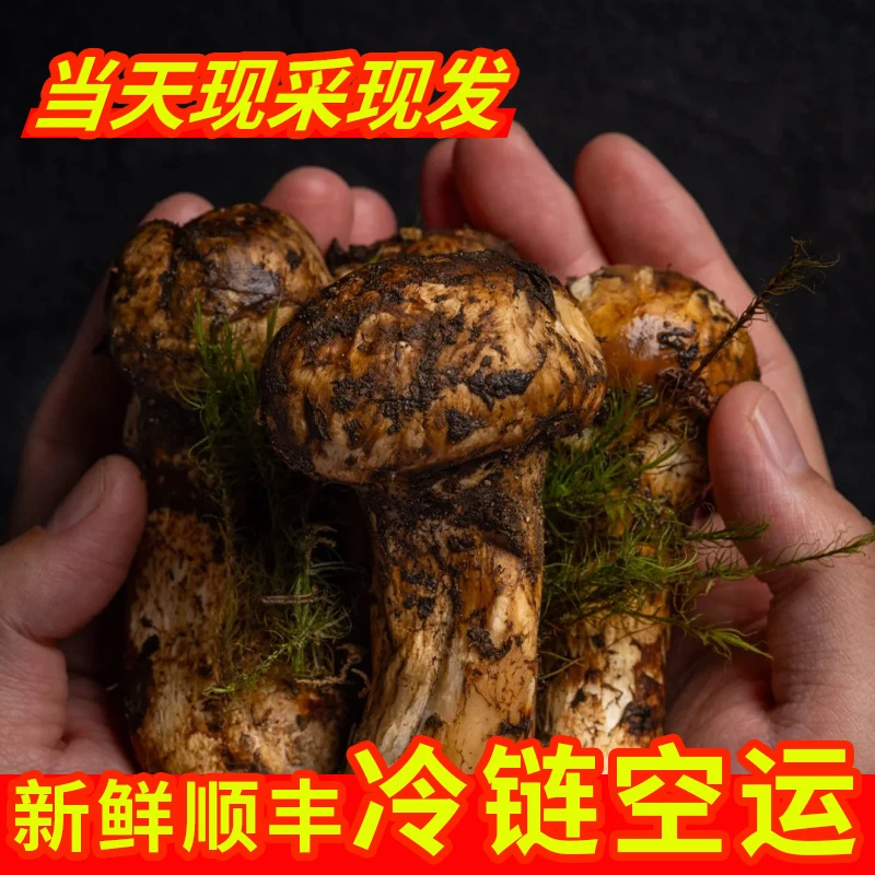 新鲜云南松茸菌食用菌特产菌高山产地采摘炖汤食材顺丰空运直达