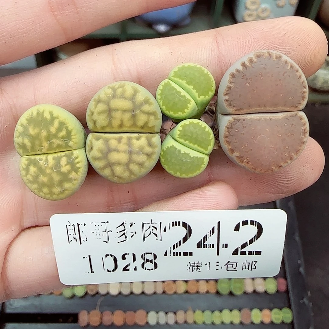 薄***荷满满18包邮1028-242