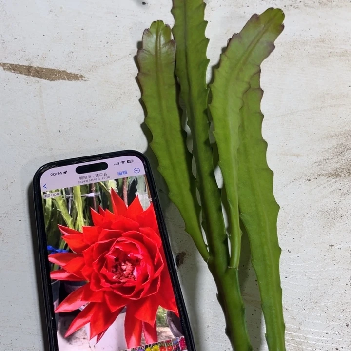 当前无花栽培后可以开花653