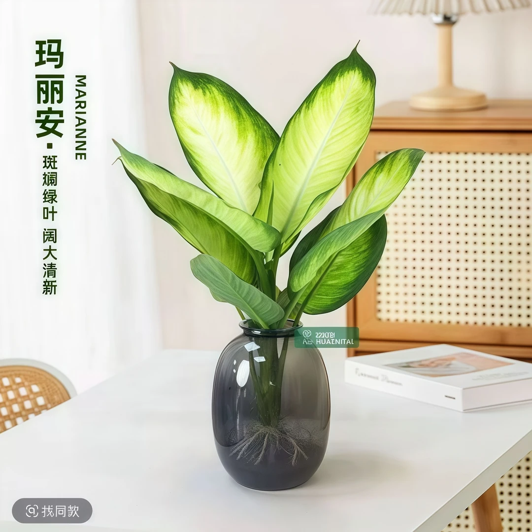 玛丽安万年青水培大苗清新耐阴好养活办公室桌面绿植