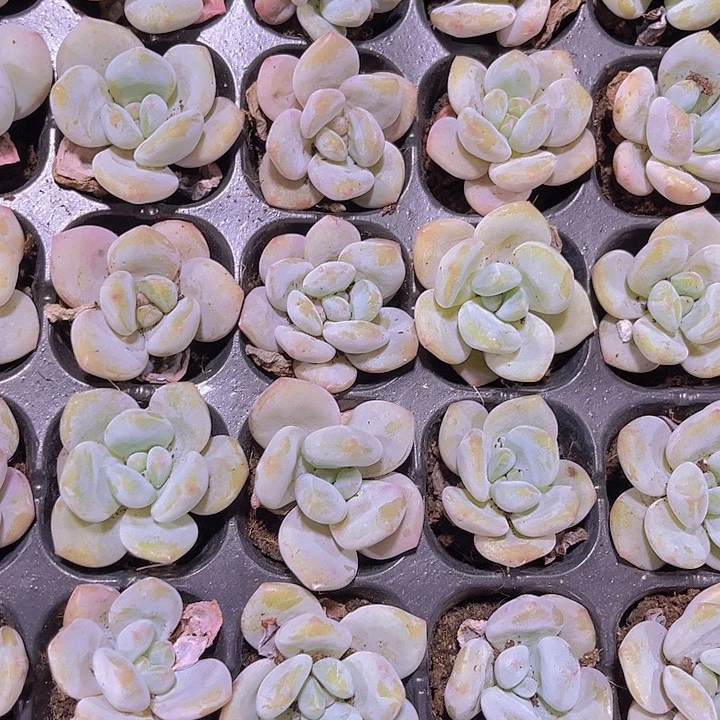 精品梦幻世界多肉植物