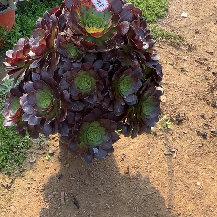 3-115赤焰莲多肉植物