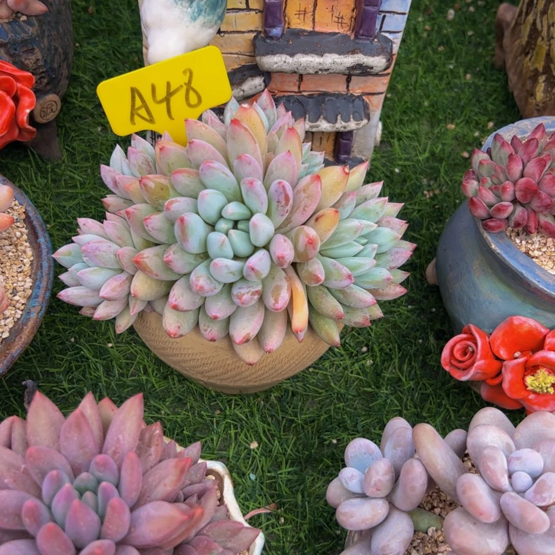 D****?所罗门多肉植物