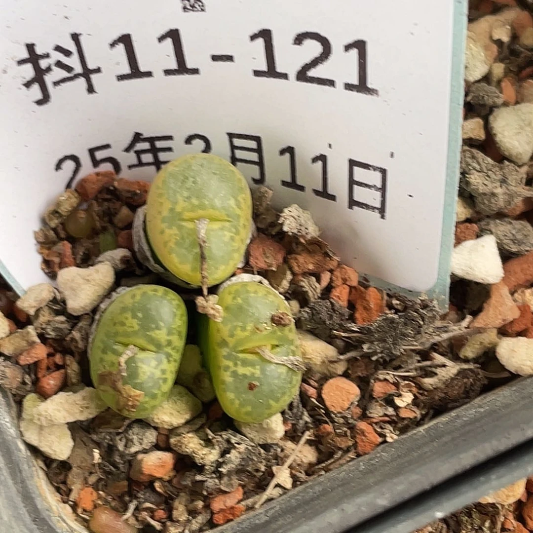 11-121勋章多肉植物