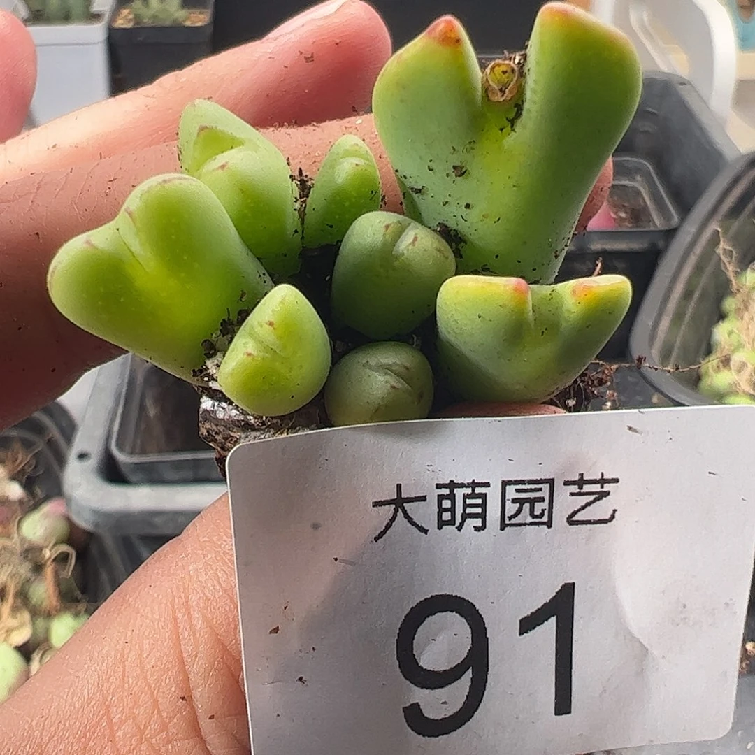 一物一拍。        91