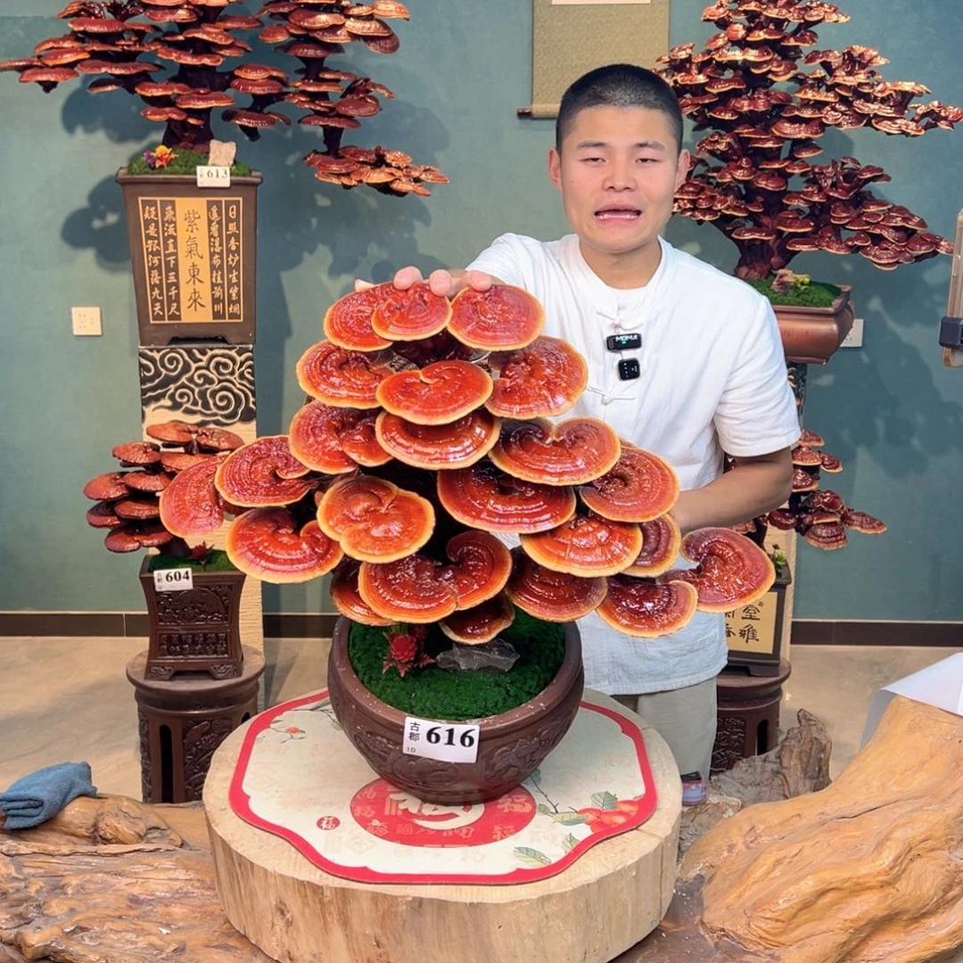 无花朵666666666666