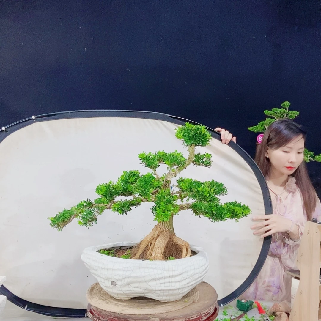 当前无花朵，栽培后可花朵