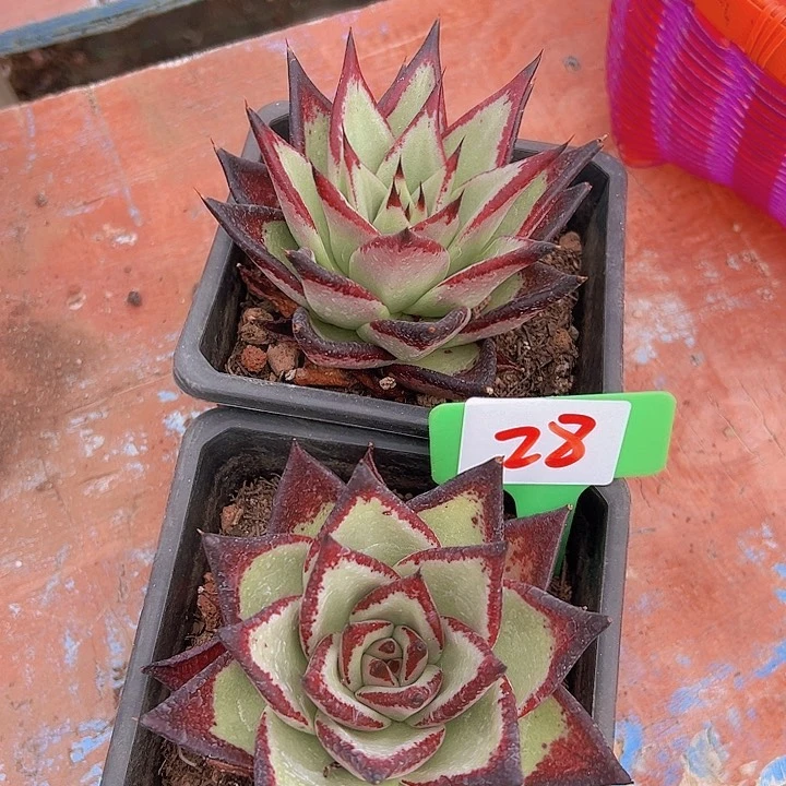 28乌木2个脱土多肉