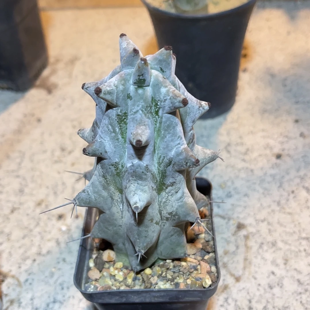 雷斧阁仙人柱一物一拍