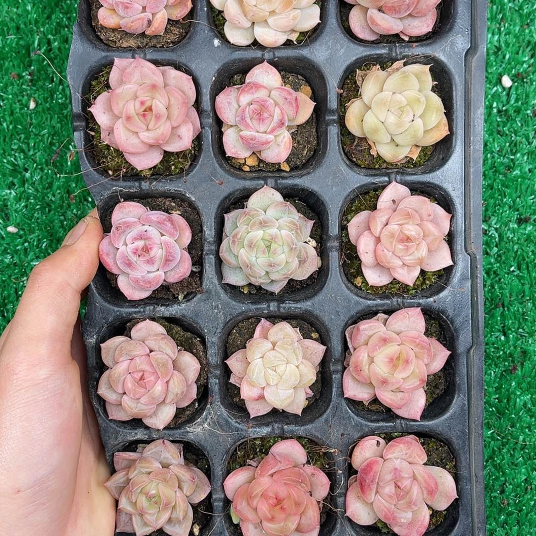 精品多肉一物一拍20-84