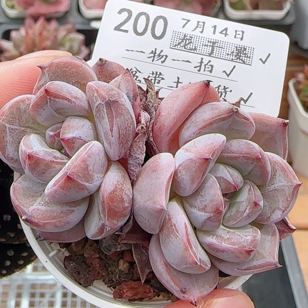多肉0714-200暗纹