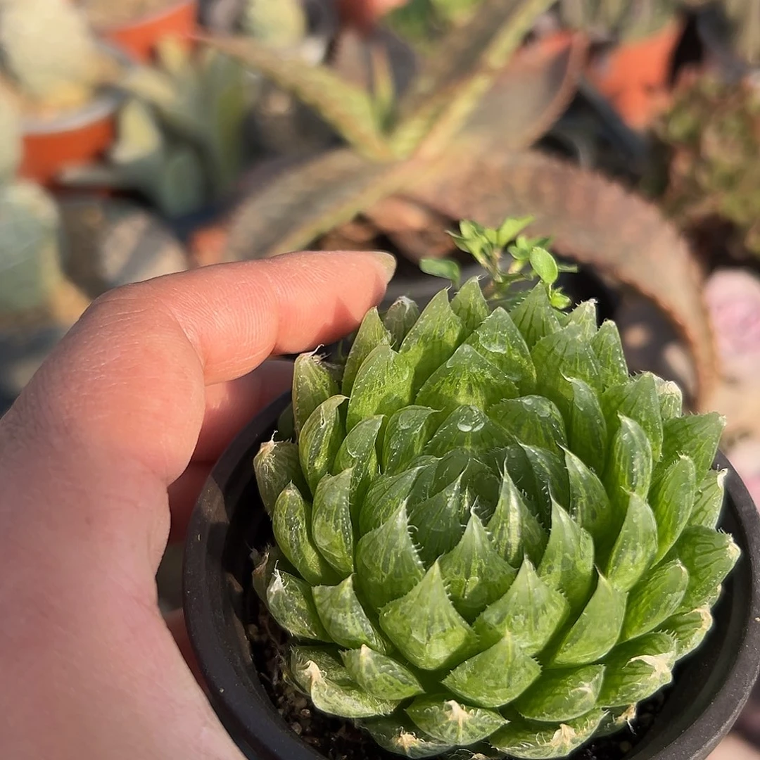 多肉植物多肉植物