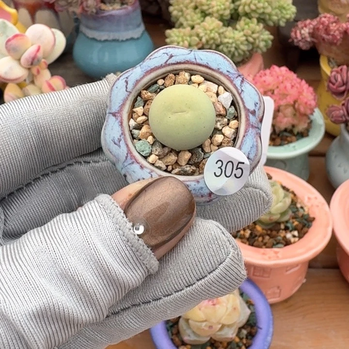 305 多肉含盆土 30元包邮 除偏远