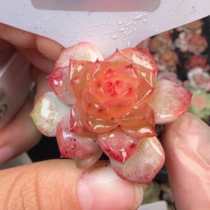 188  红钻    糖心