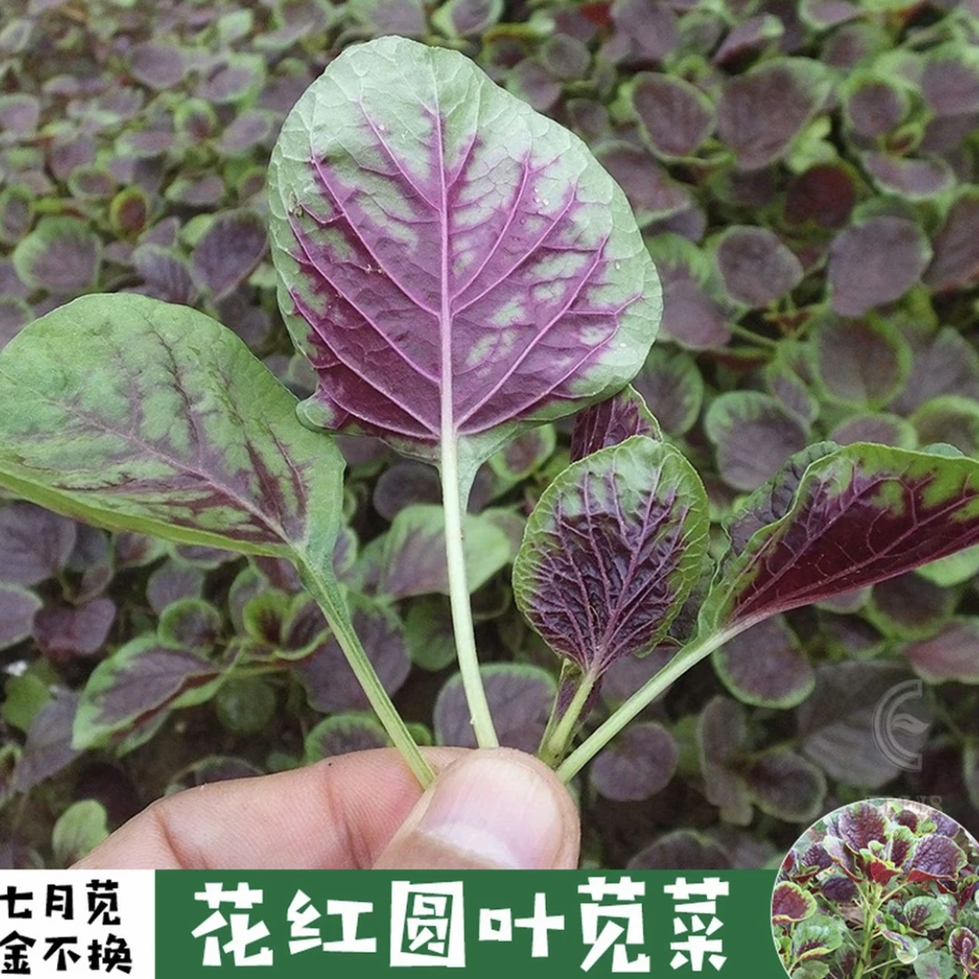 红苋菜种子苋菜籽苋菜种蔬菜种子四季阳台圆叶盆栽蔬菜农家菜籽