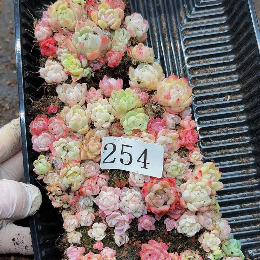 多肉植物多肉植物254