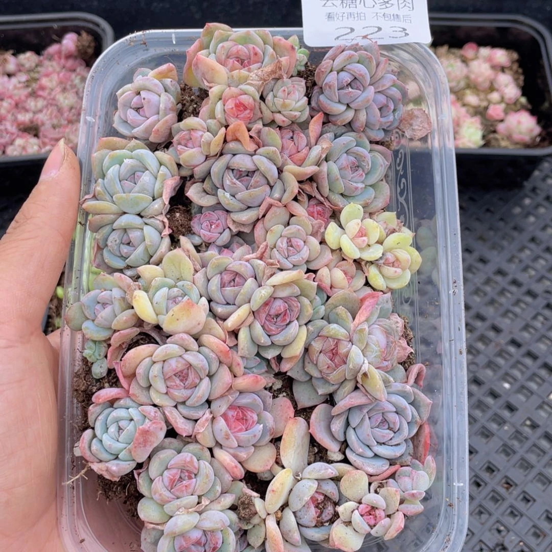 云糖心多肉植物223