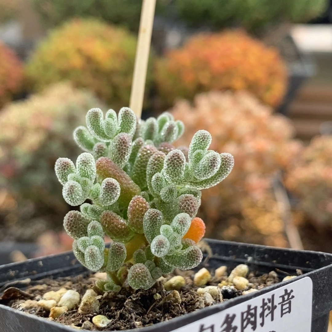 优选冰晶8639枝干番杏
