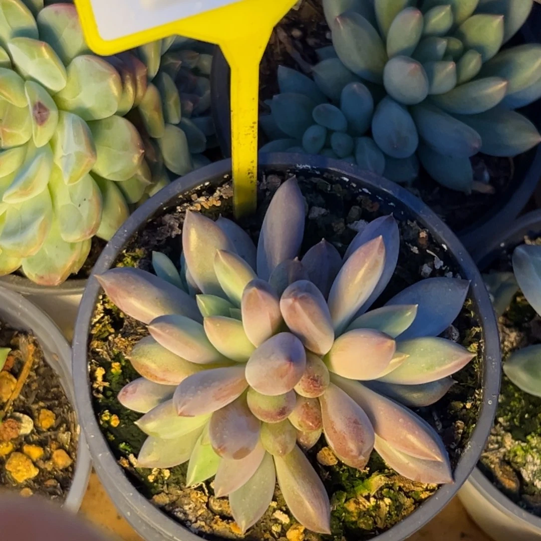 彩体虞多肉植物918