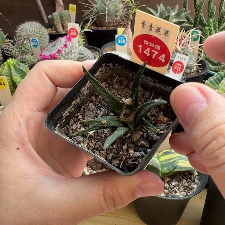 实生龙舌兰牡丹一棵仙人球