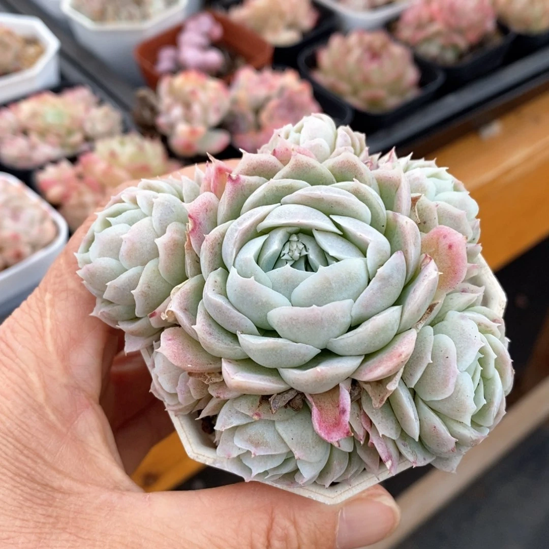 精品多肉一物一拍不包整1