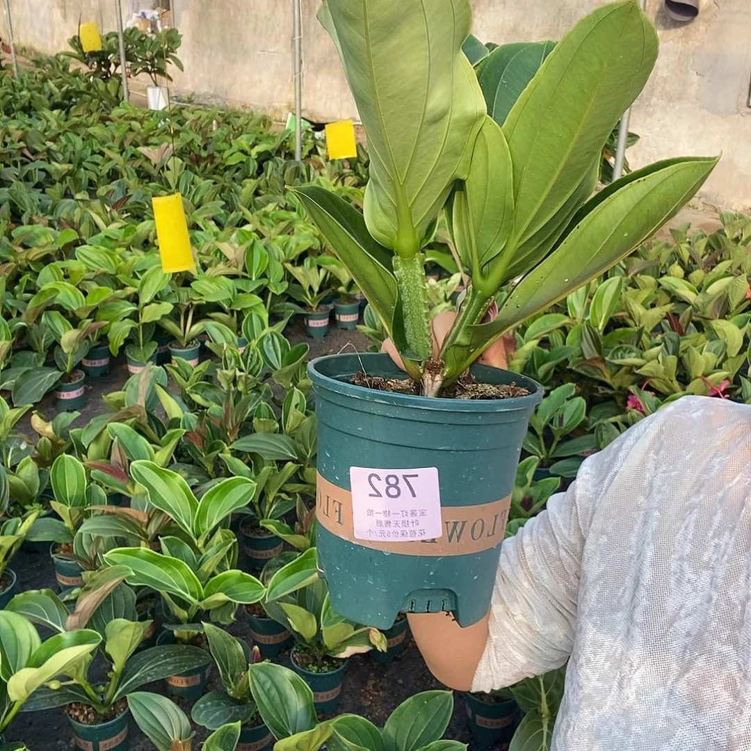 木本植物望****海木本花卉782