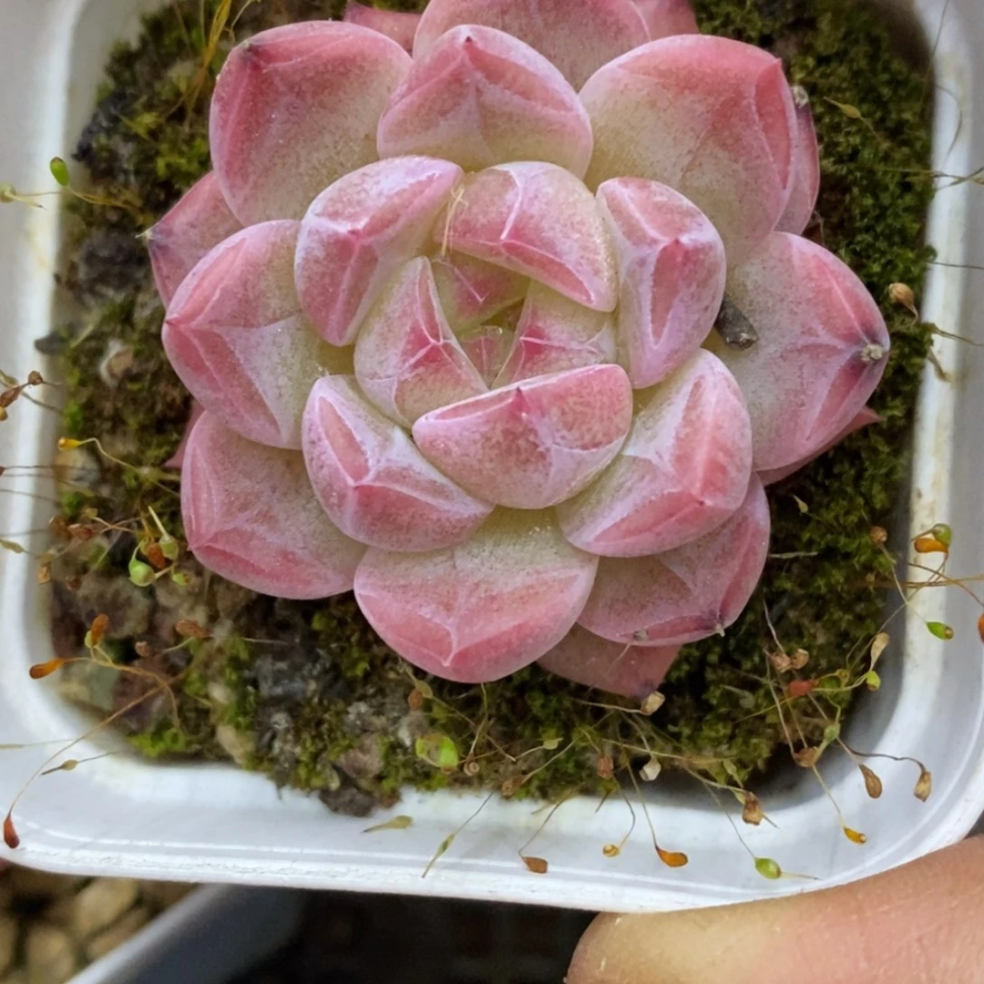 精品多肉一物一拍不包整53