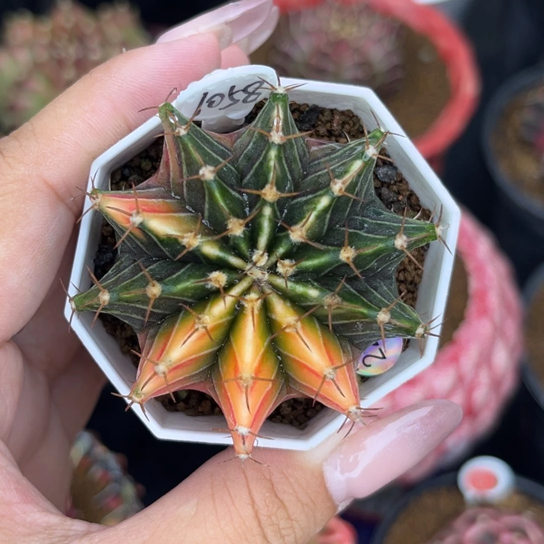 1058    带盆土发货