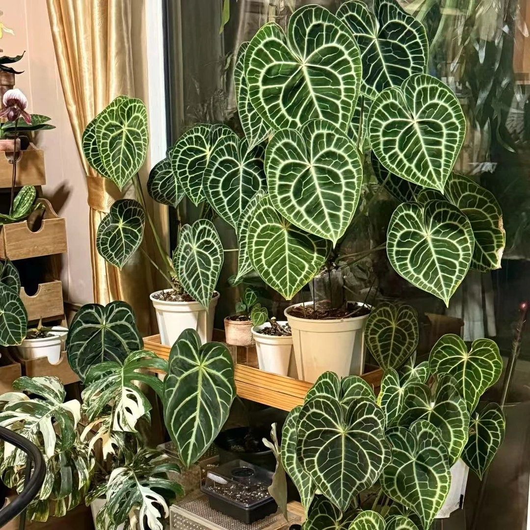 【克莱恩花烛（大颗）】室内高端热植盆栽新手好养可水培观叶绿植