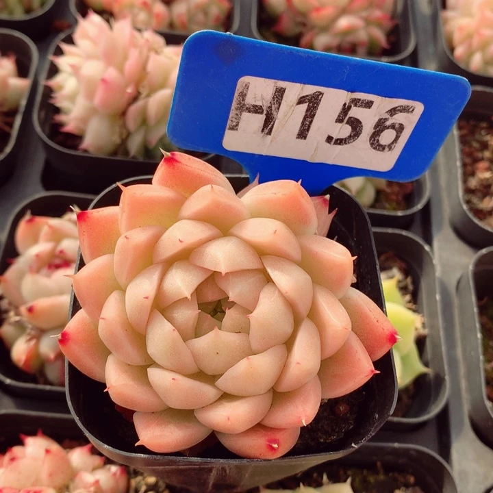 麦秆6cm多肉植物