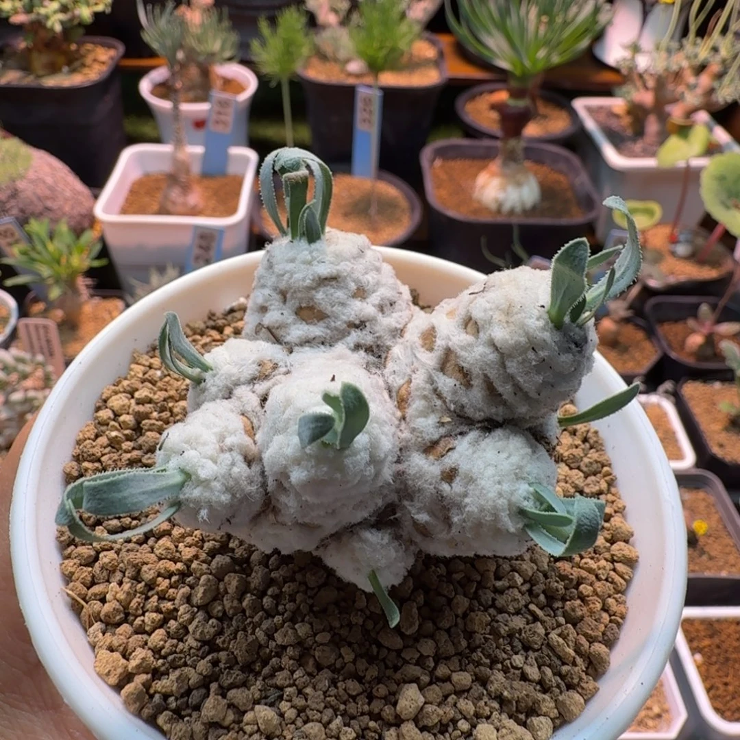 刨花厚墩菊373 仙人球