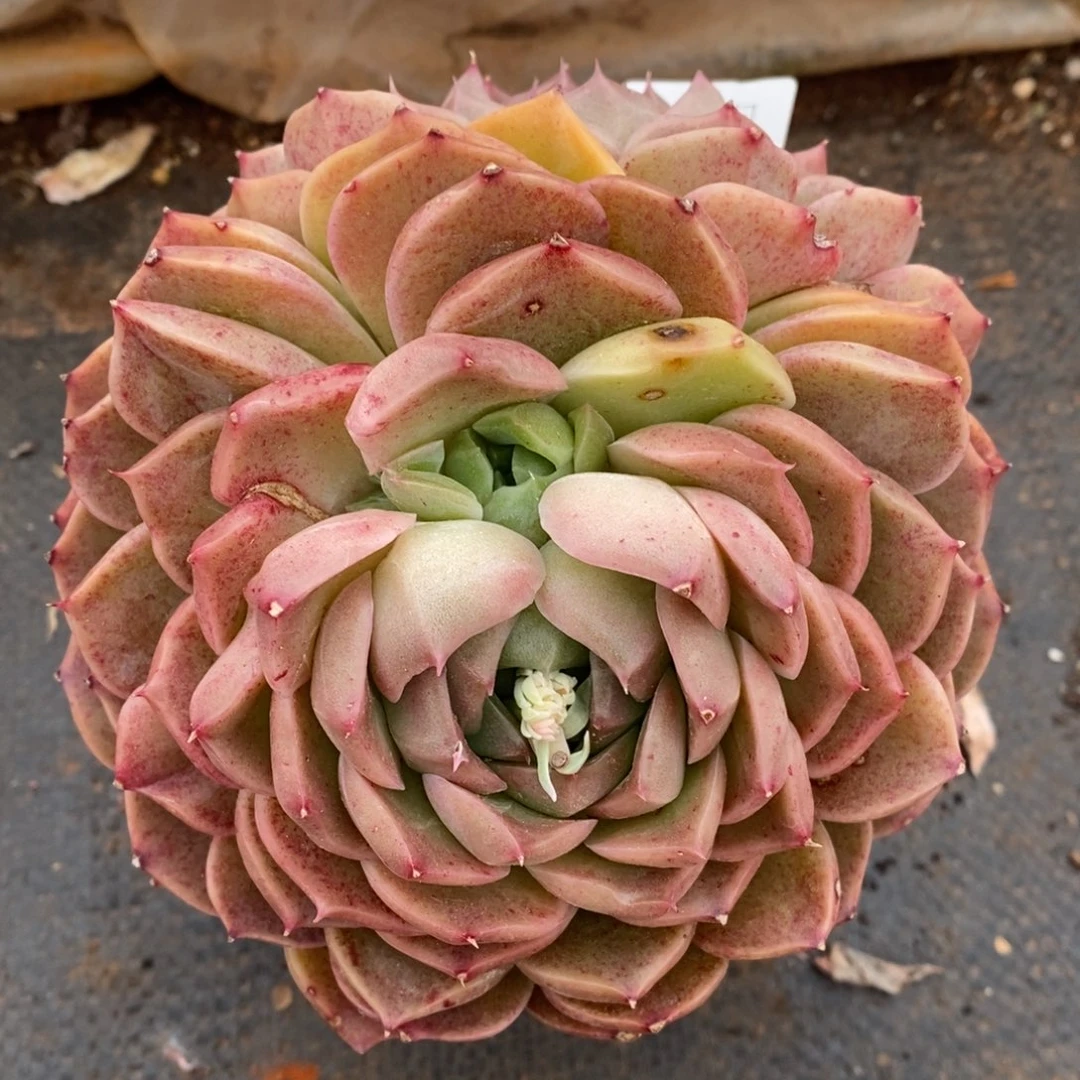 ?**虫杂交精品多肉2739