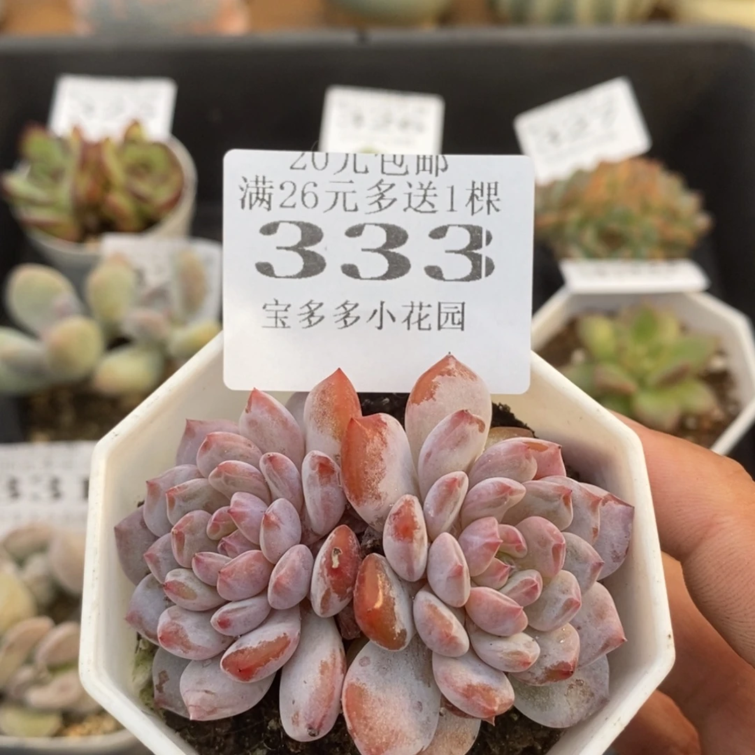 星星橙双头一物一拍满20包邮满26送一颗多肉