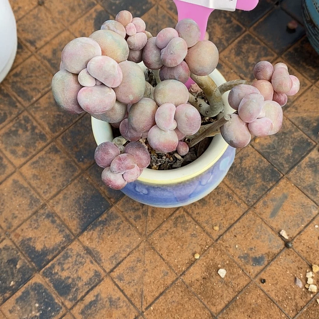 237头就哦烧烤咯哦哦小雨