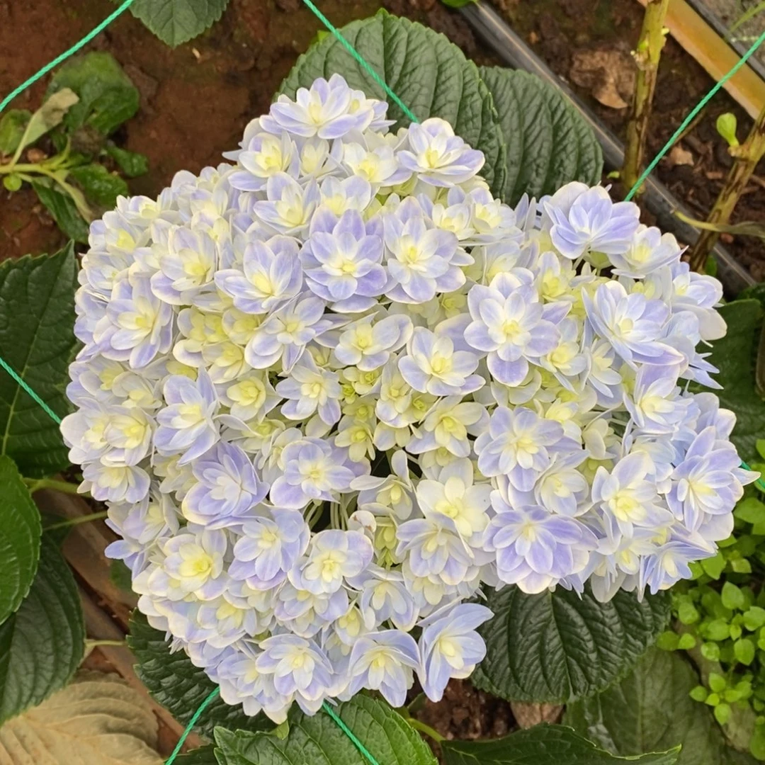 487号绣球/有色差介意勿拍/3单冷链包邮，偏远补运费发德邦空运