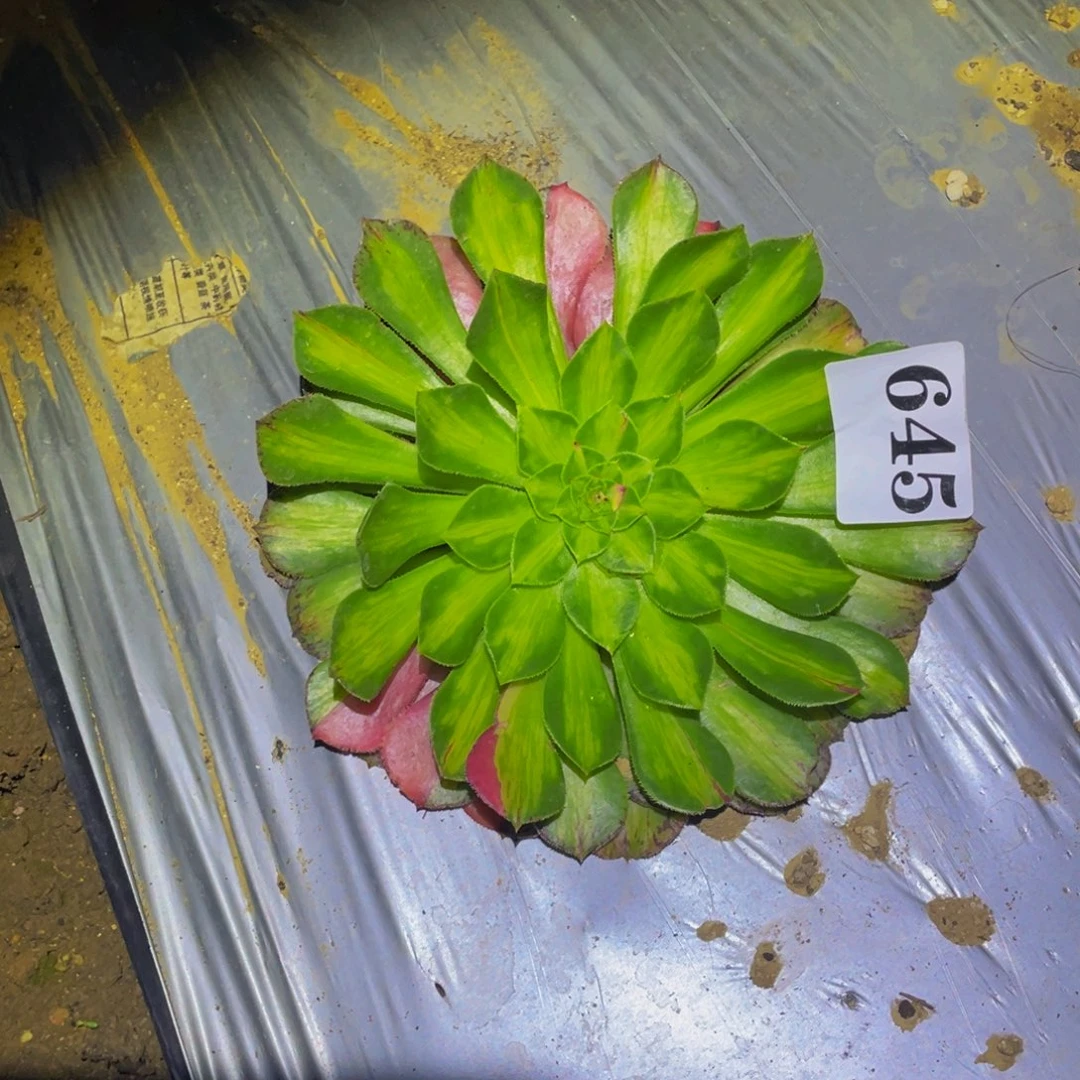 知否多肉植物多肉645