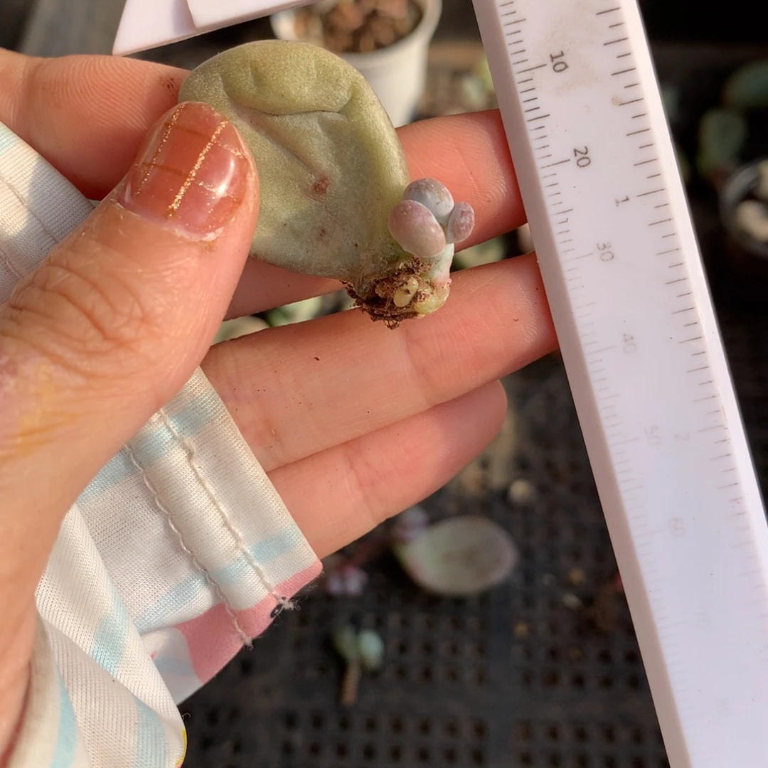 油煎奶酪哈哈哈哈哈哈哈
