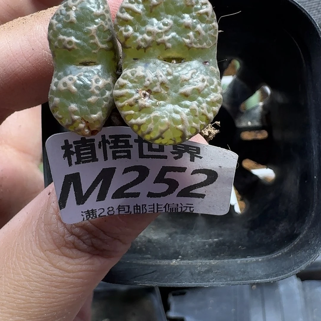 多肉植物的啊vbbbjn