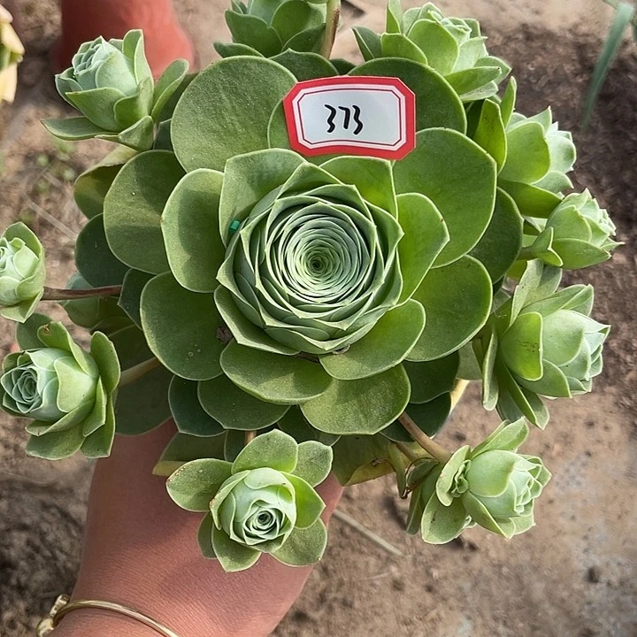 山地玫瑰多肉 373