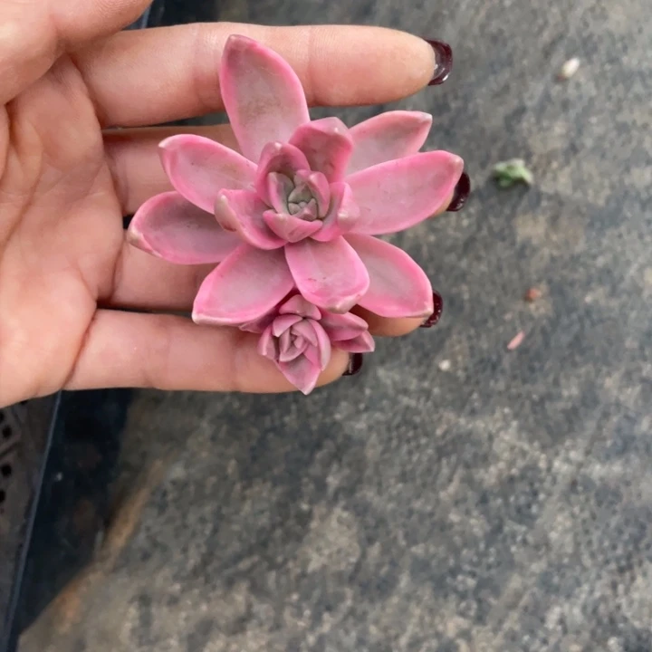 平**乐布丁锦砍头一物一拍