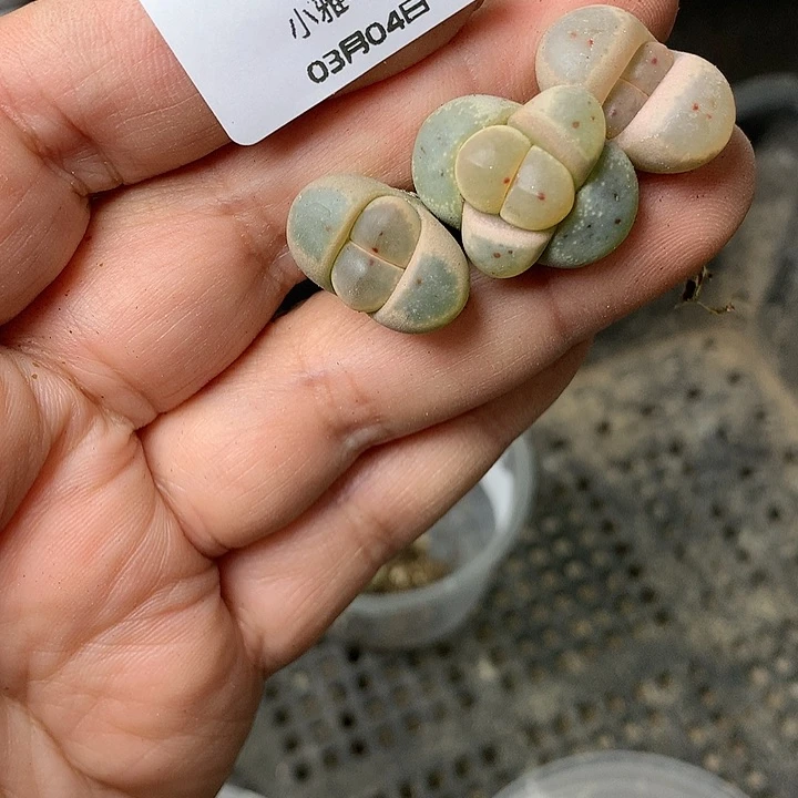 D366多肉植物保护研究所