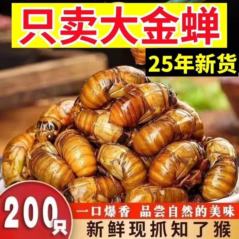 ft顺丰包邮新鲜爬叉鸡拉猴鲜知了猴活体金蝉爬叉金蝉爬拉猴