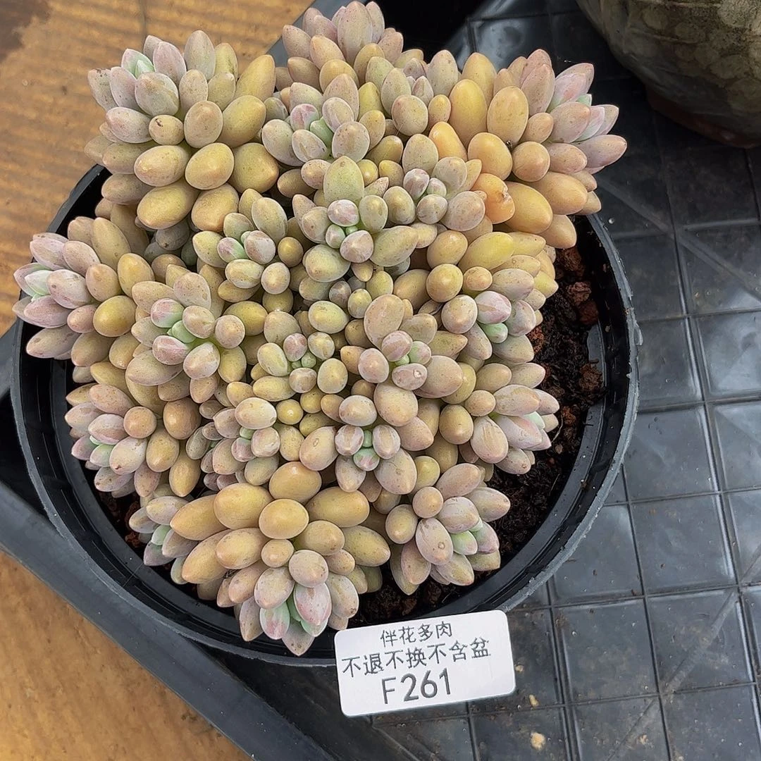 261-星黛露多肉13cm