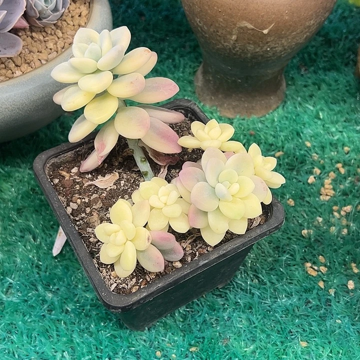 洛神锦，，，，，，，，，，，，