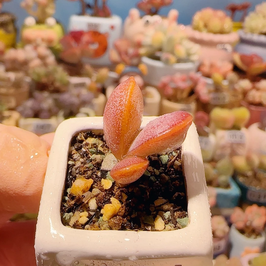 T可爱金丝蛋盆口2cm