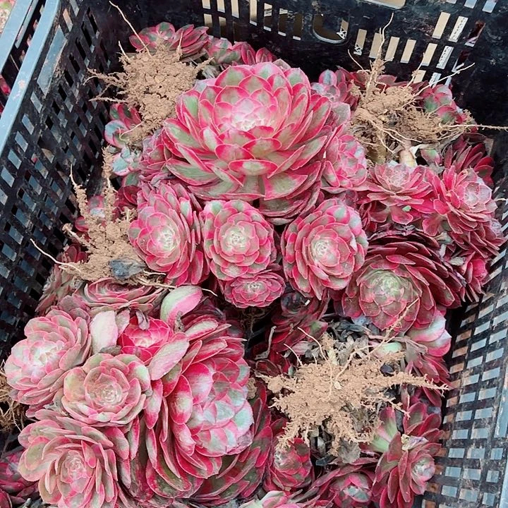 赤子心多肉植物大战