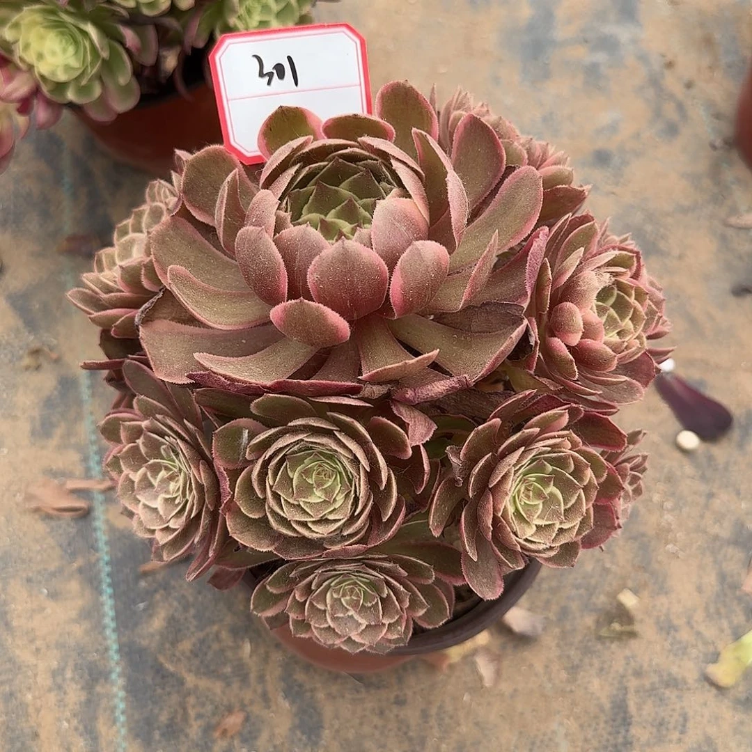 粉花妖法师一物一拍