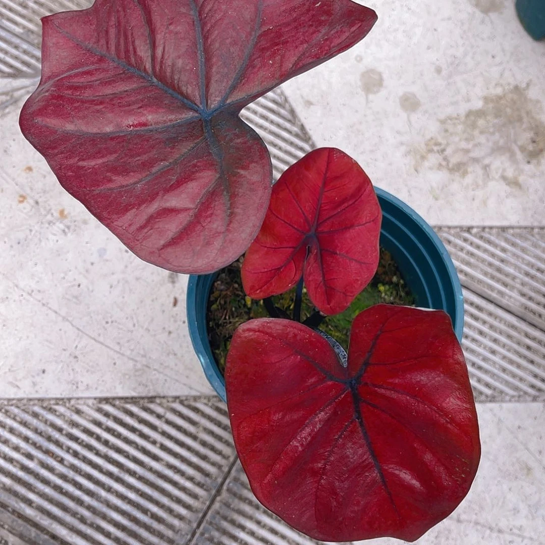 完全开放泰彩一物一拍9072