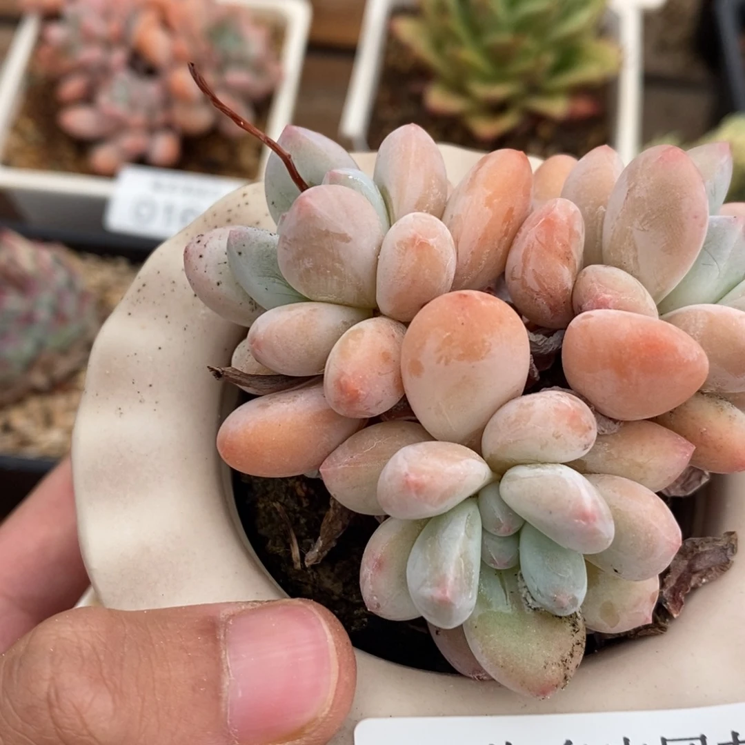 香水群多肉植物0196 （寄养代出）